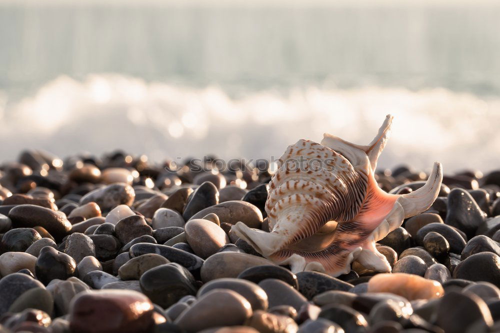 Similar – Herzmuscheln Umwelt Natur