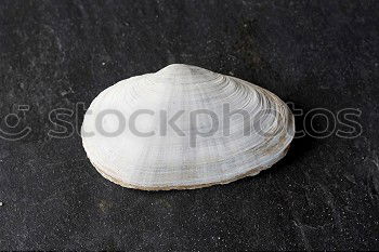 Similar – snail I Snail shell Beach