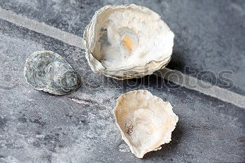 Similar – Image, Stock Photo Group of quail eggs in a gray textile napkin