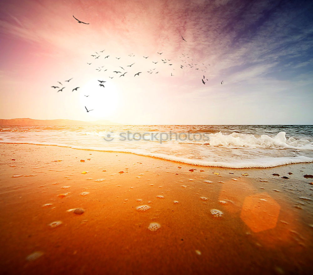 Similar – Image, Stock Photo Seagulls over beach and dunes