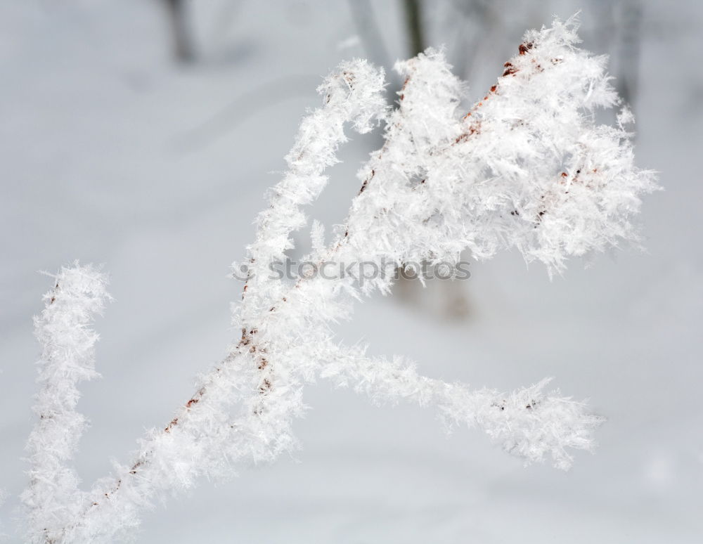 Similar – Image, Stock Photo Winter | Spring