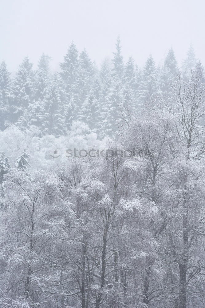 Similar – Winter Forest II