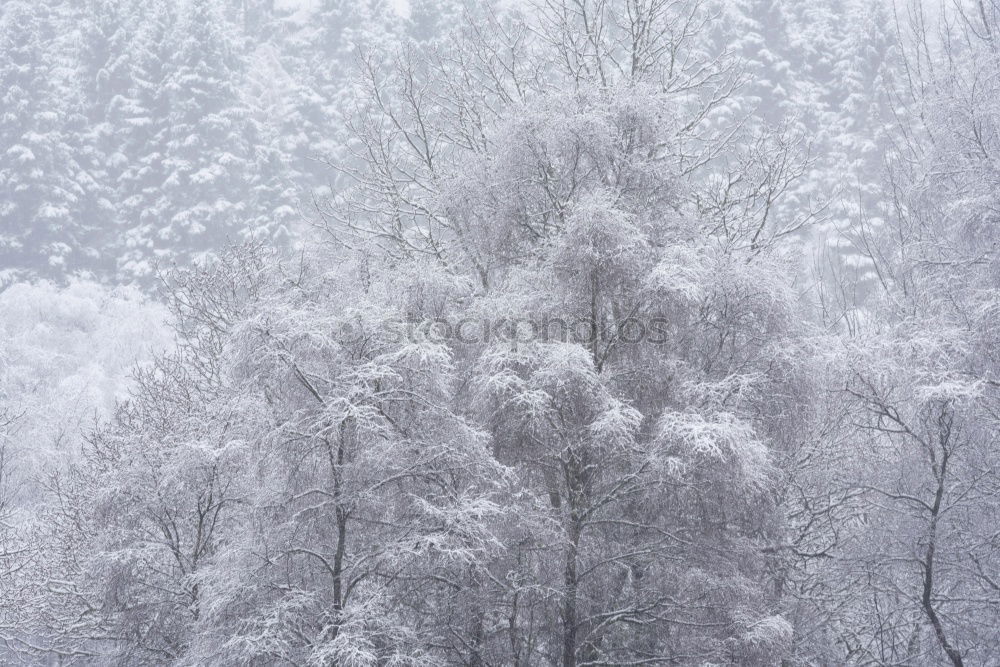 Image, Stock Photo Winter Nature Landscape