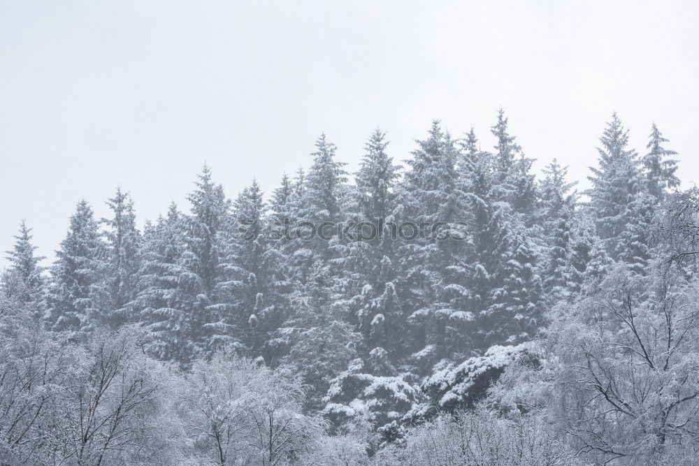 Similar – Foto Bild Winterwald in Hohenlohe