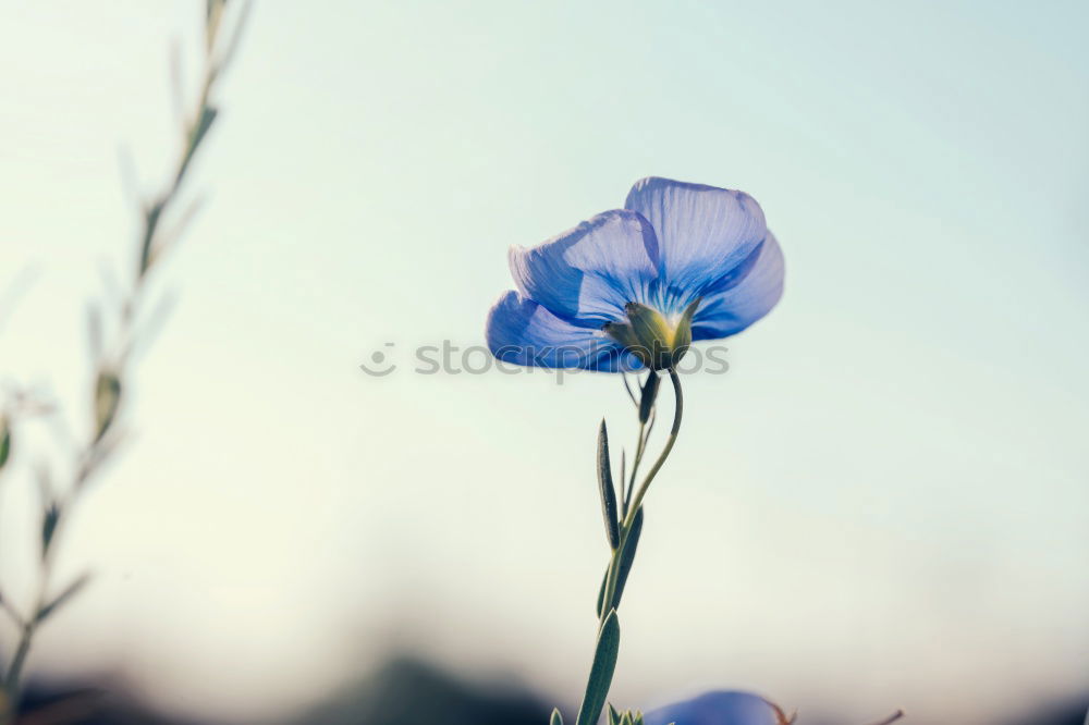 Similar – Image, Stock Photo Pilea libanensis