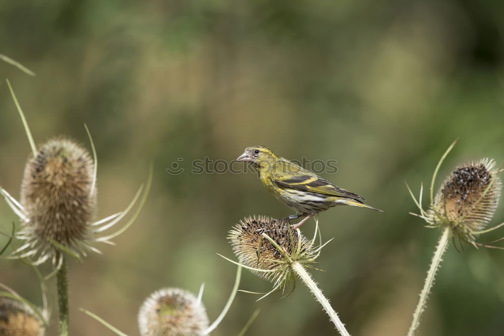 Similar – Image, Stock Photo Tit? Bird Tit mouse Green