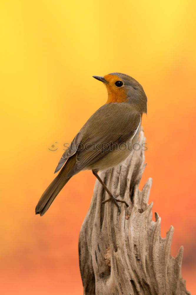 Similar – Image, Stock Photo common blackbird in beautiful light