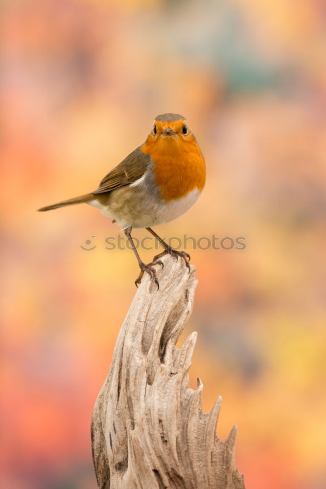 Similar – Robin #2 Nature Animal