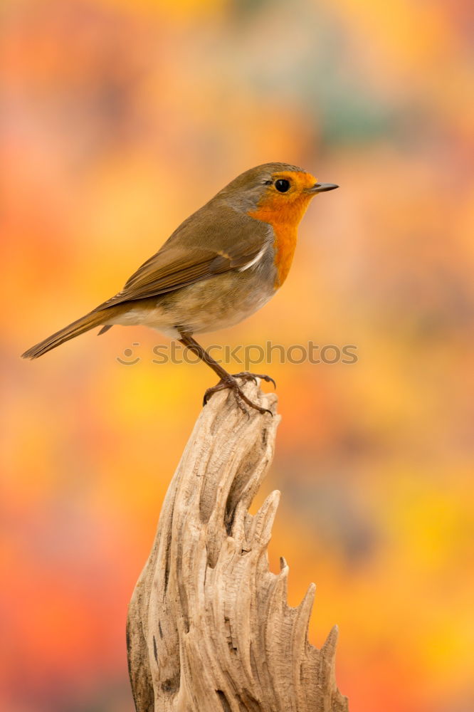 Similar – Image, Stock Photo robin Bushes Park Animal