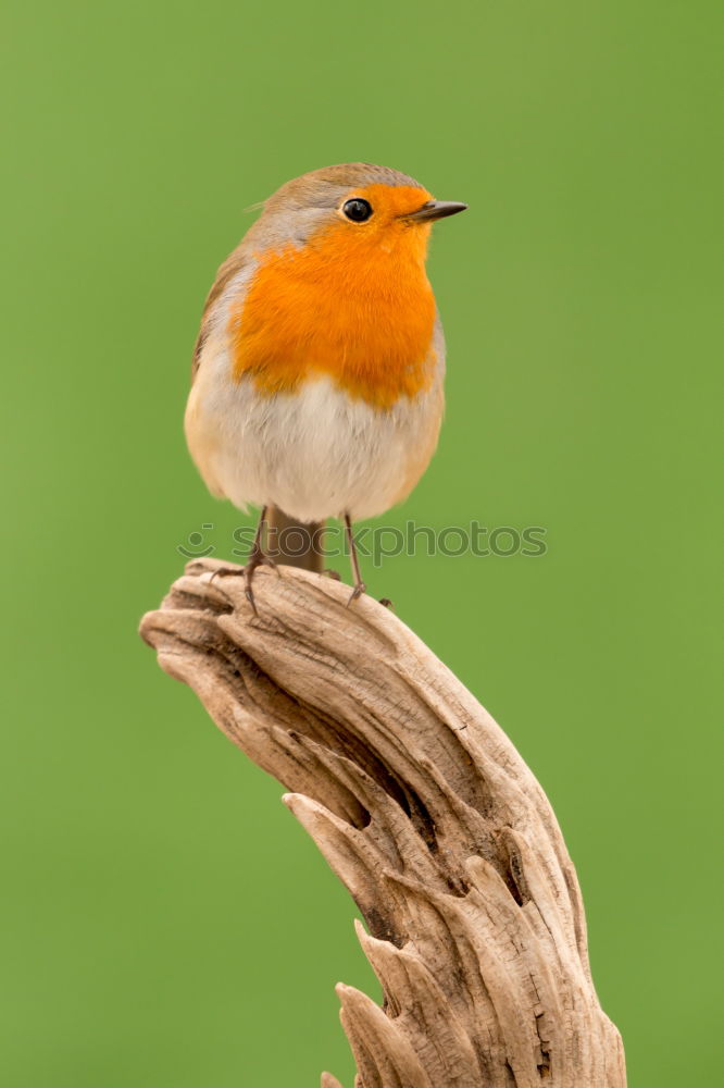 Image, Stock Photo Pretty bird Beautiful Life