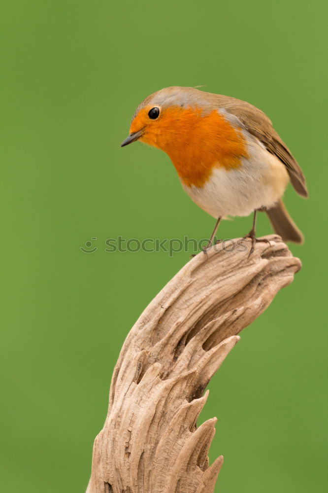 Similar – Image, Stock Photo small bird with a orange feathers
