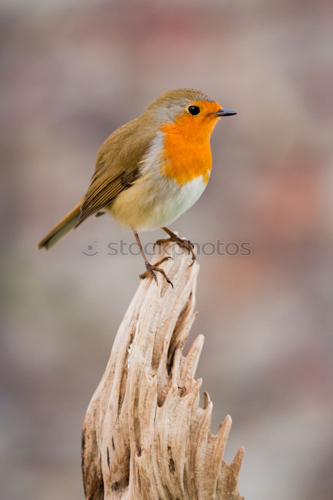 Similar – Robin (Erithacus rubecula)