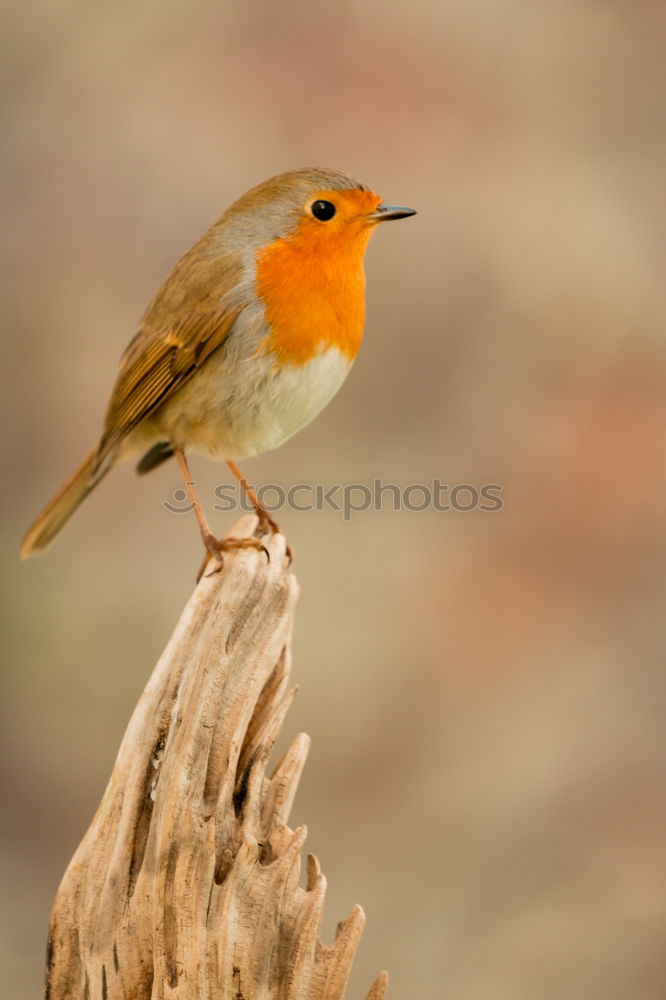 Similar – Robin (Erithacus rubecula)