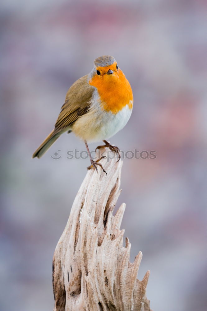 Similar – Robin (Erithacus rubecula)