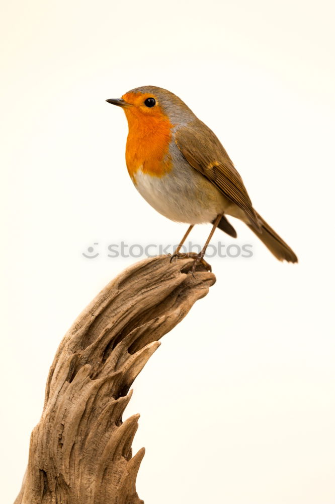 Similar – Robin (Erithacus rubecula)