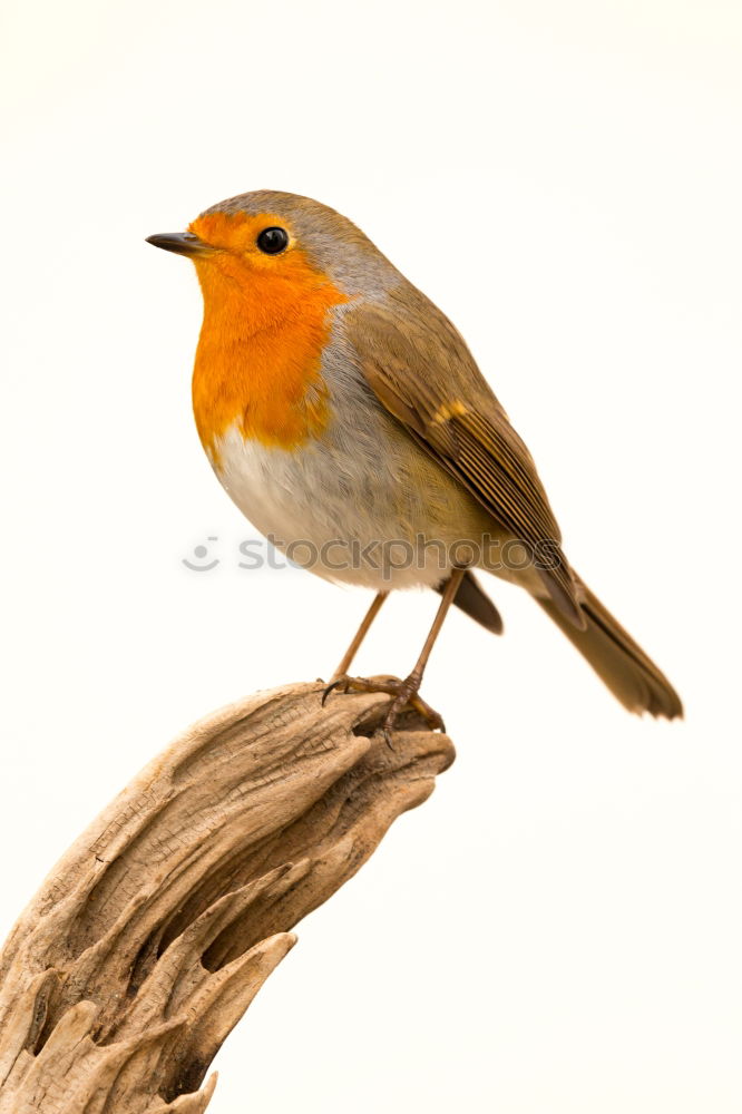 Similar – Robin (Erithacus rubecula)