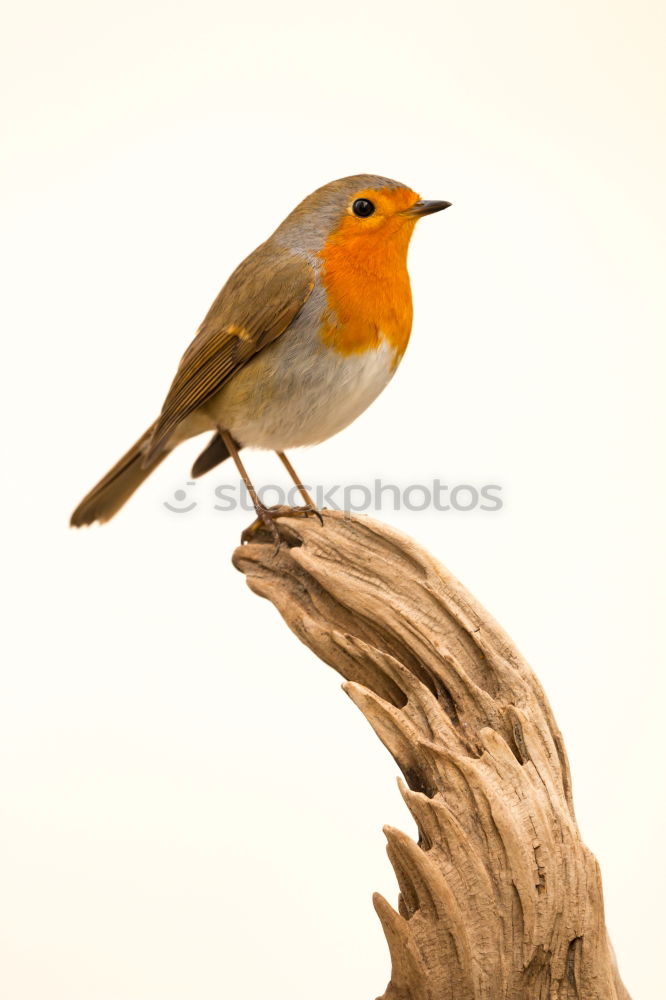 Robin (Erithacus rubecula)