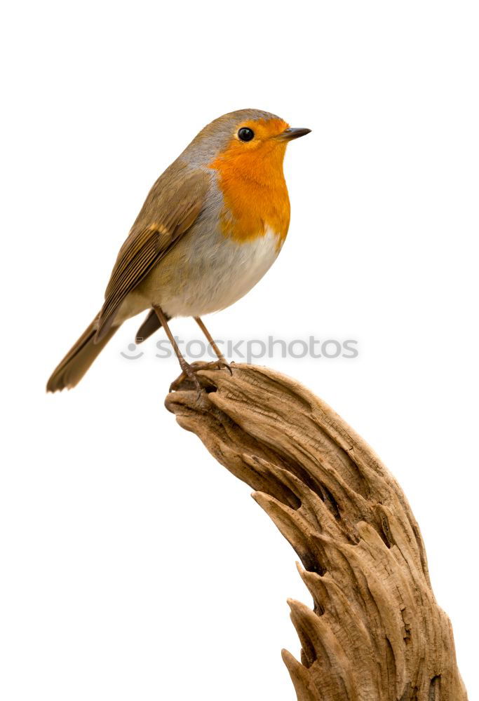 Similar – Robin (Erithacus rubecula)