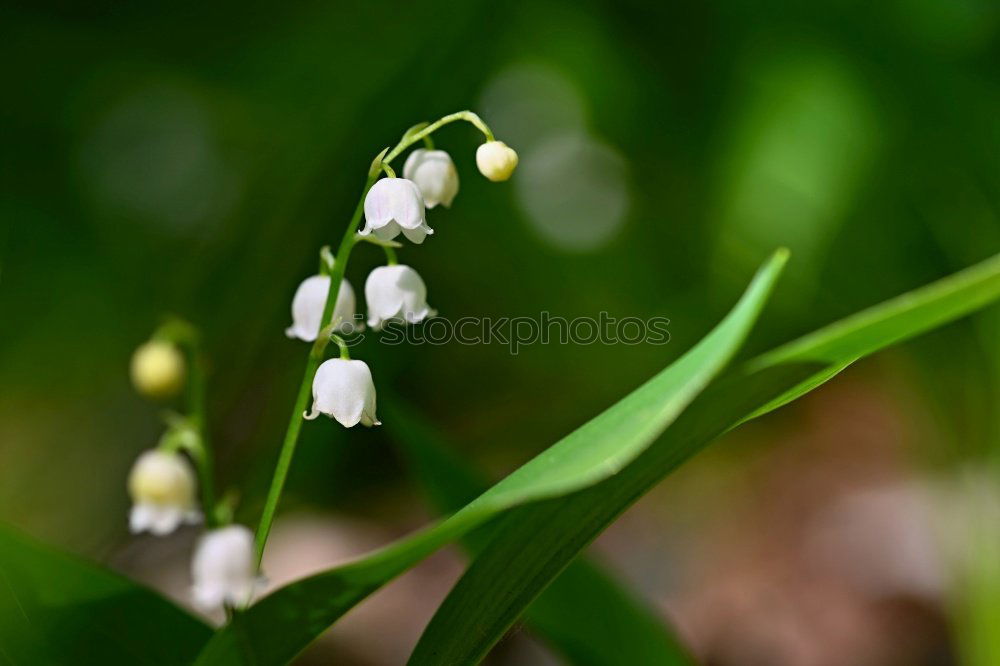 Similar – SEE AND BE SEEN Bird Grass