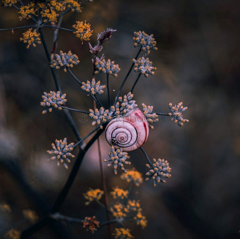 Similar – Image, Stock Photo daisy flower plant Flower