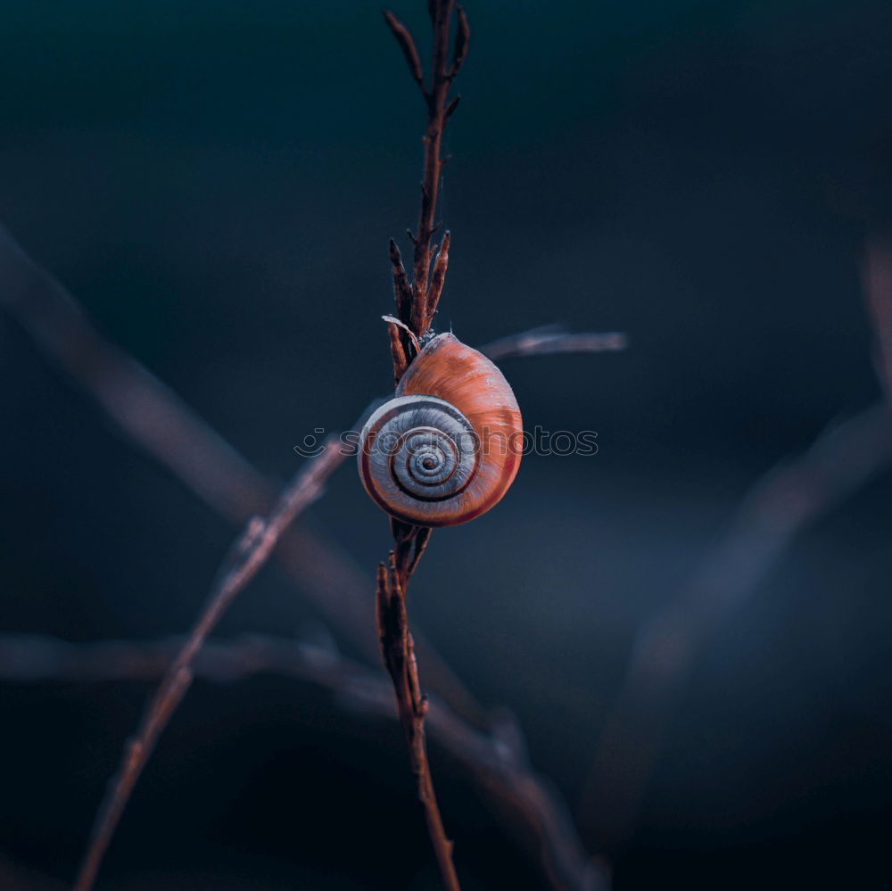 Similar – Image, Stock Photo Close-up berries in forest