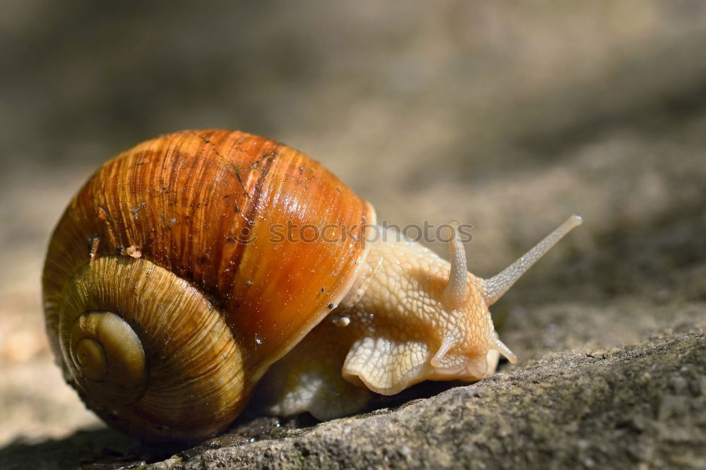 Similar – Schnecke *3