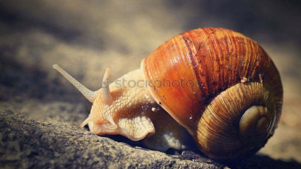 Snail shell in moss