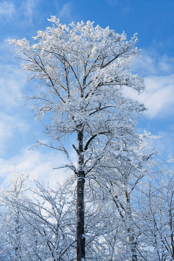 Similar – Foto Bild für Bèla Ausflug Winter