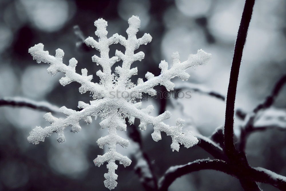 Similar – Image, Stock Photo icily Nature Plant Winter