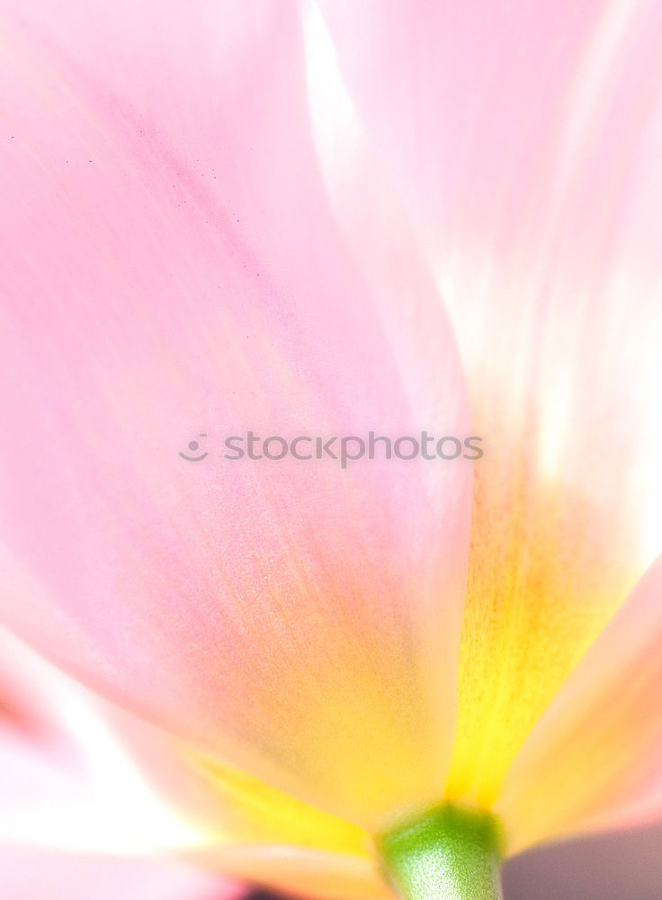 Similar – Image, Stock Photo spring star Design Exotic