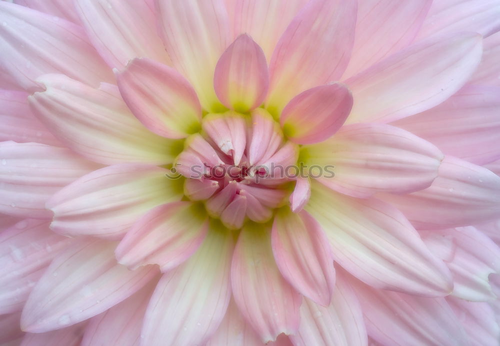 Similar – Image, Stock Photo daisy flower plant petals