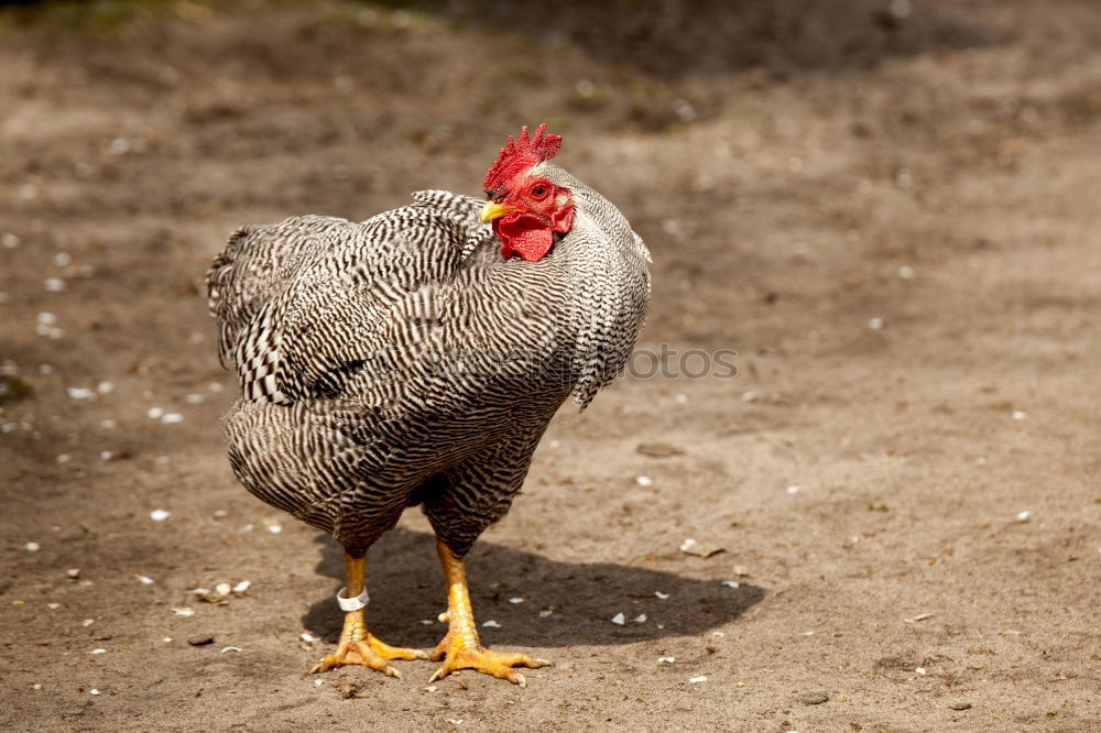 Similar – Image, Stock Photo Johanna the chicken Nature