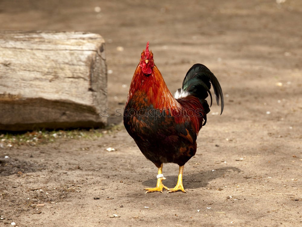 Image, Stock Photo Johanna the chicken Nature