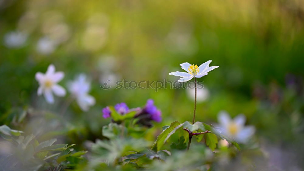 Similar – la plante blanche Flower