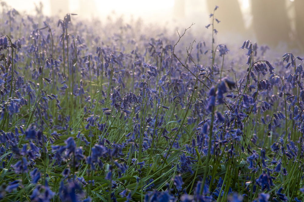 Lavender in France