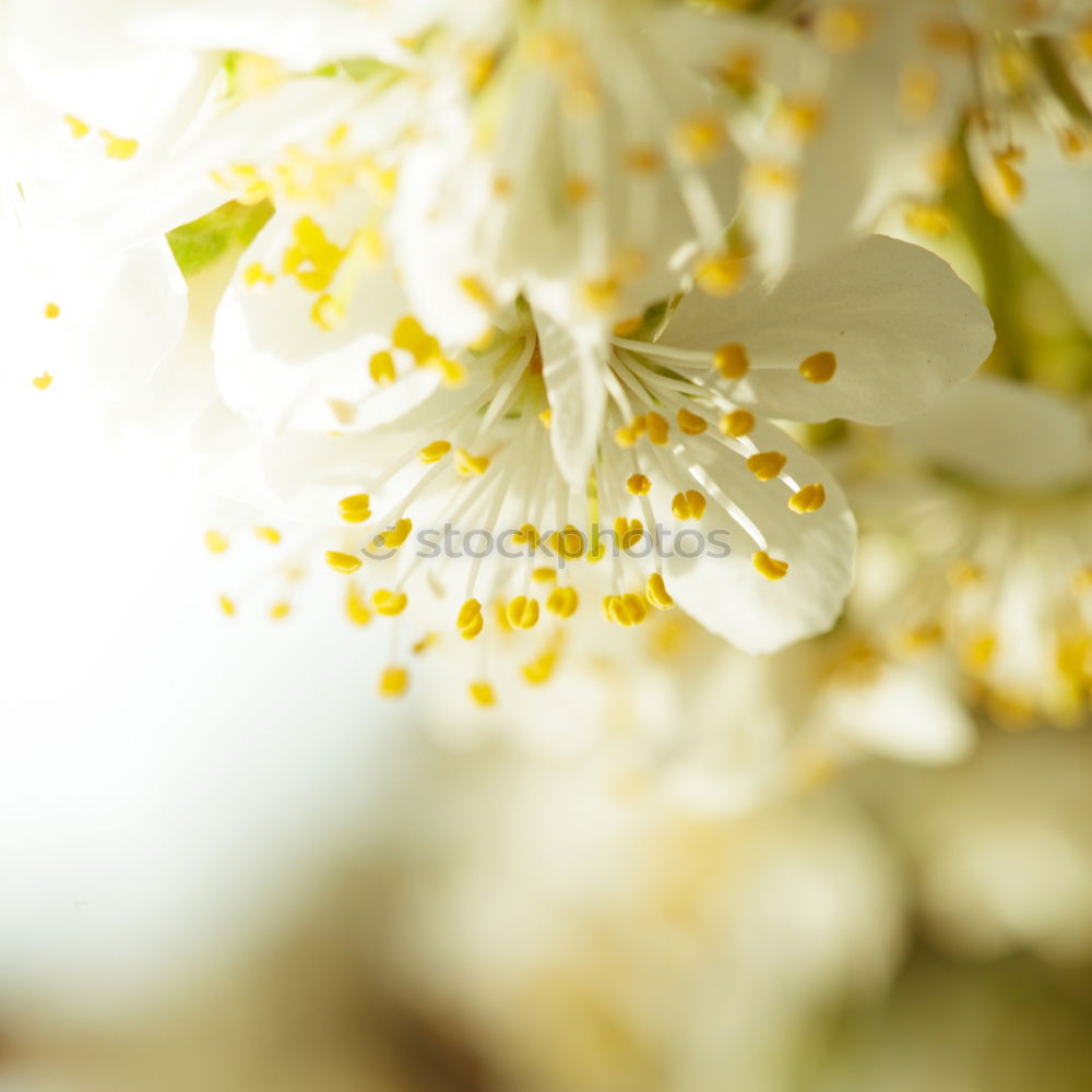 Similar – Image, Stock Photo flowering twig Environment