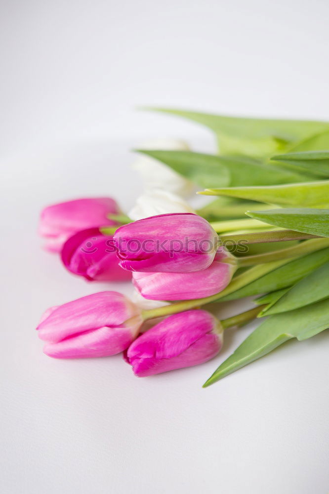 Similar – Image, Stock Photo love of flowers Plant