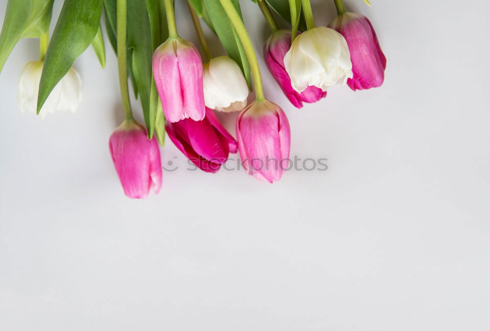 Similar – Image, Stock Photo Pastel pink tulips Style