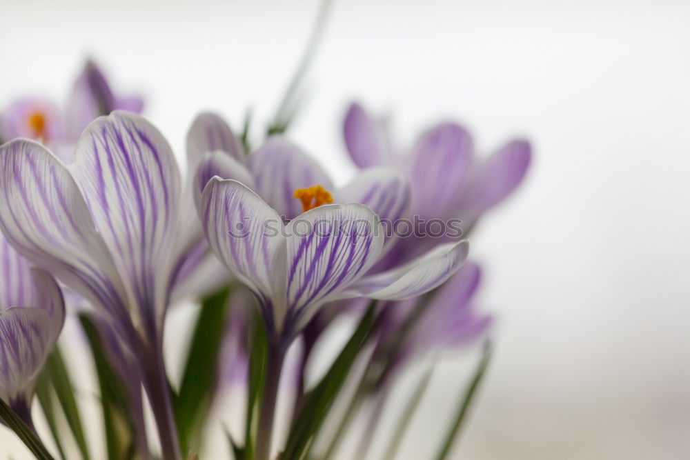 Similar – Foto Bild Anemonen Blume Frühling