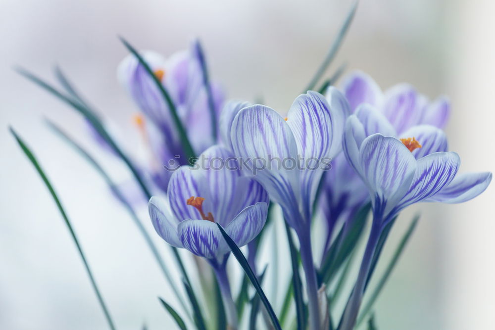 Similar – Foto Bild Anemonen Blume Frühling