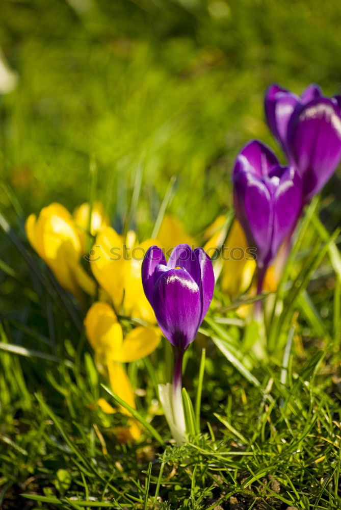 Similar – Image, Stock Photo springtime Environment