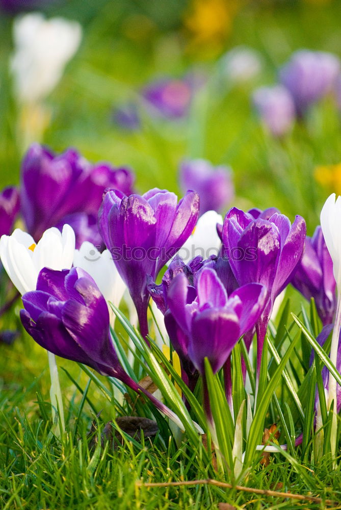 Similar – Image, Stock Photo many purple and three yellow crocuses on a meadow against the light