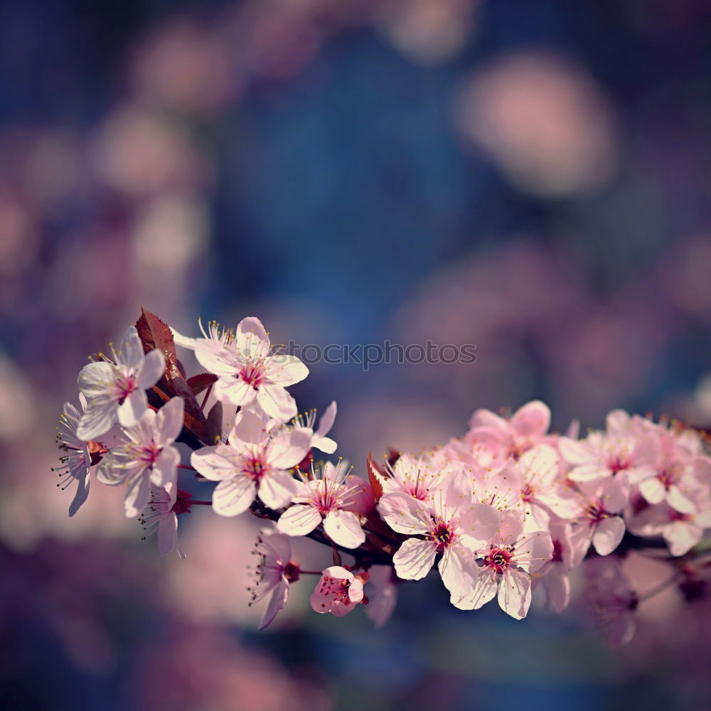 Similar – cherry blossom Spring