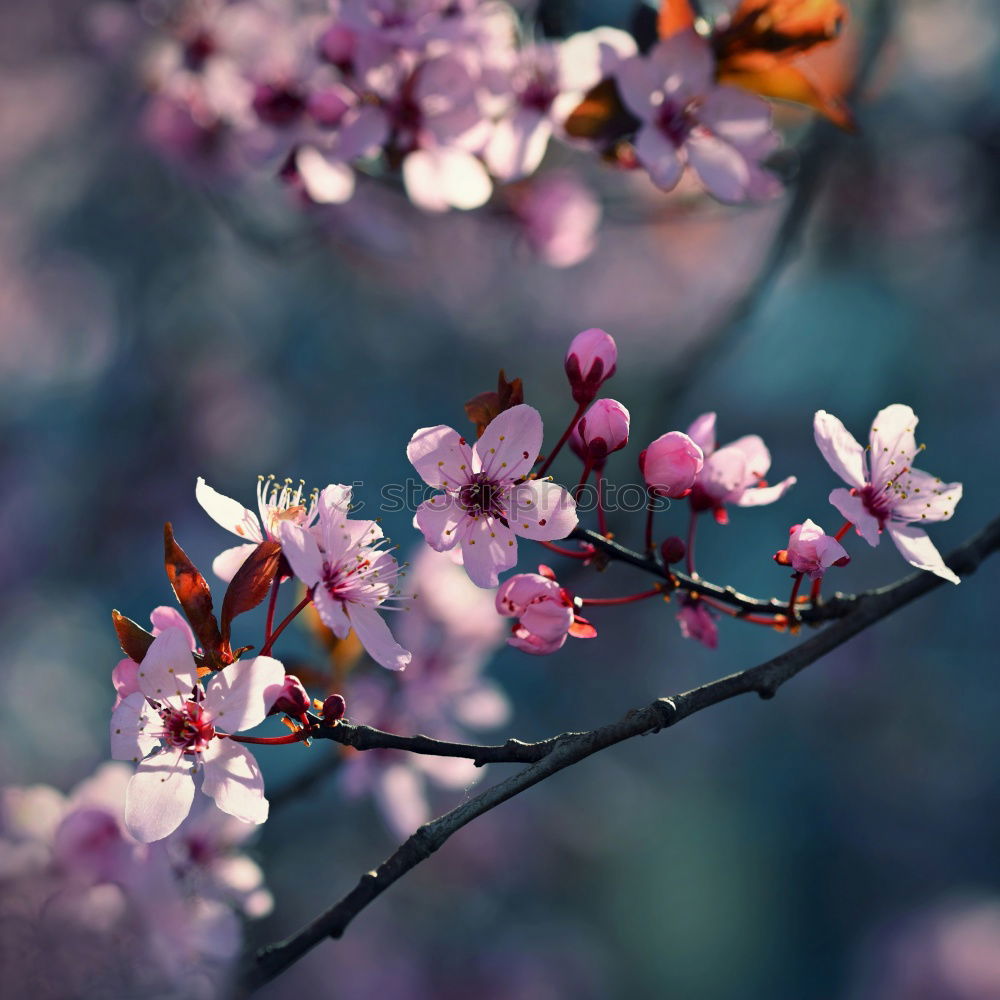 Similar – Image, Stock Photo cherry blossom 3