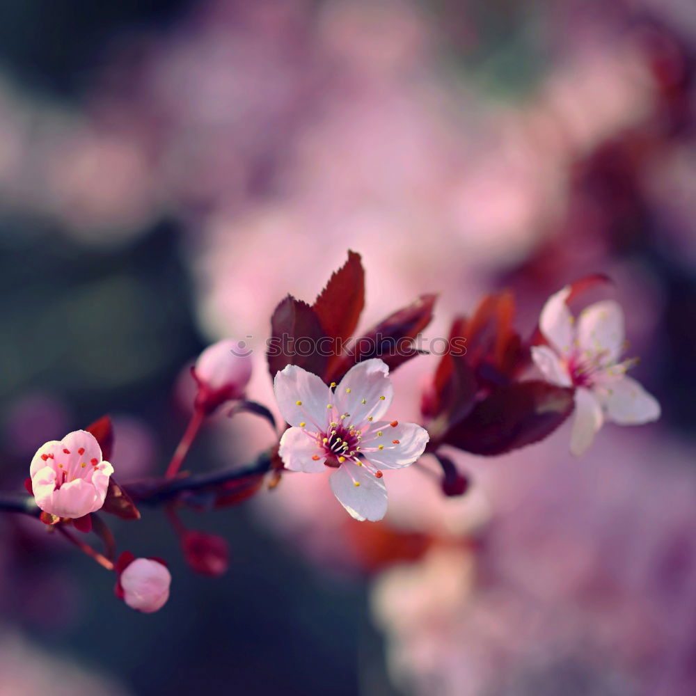 Similar – Image, Stock Photo cherry blossom Spring Jump