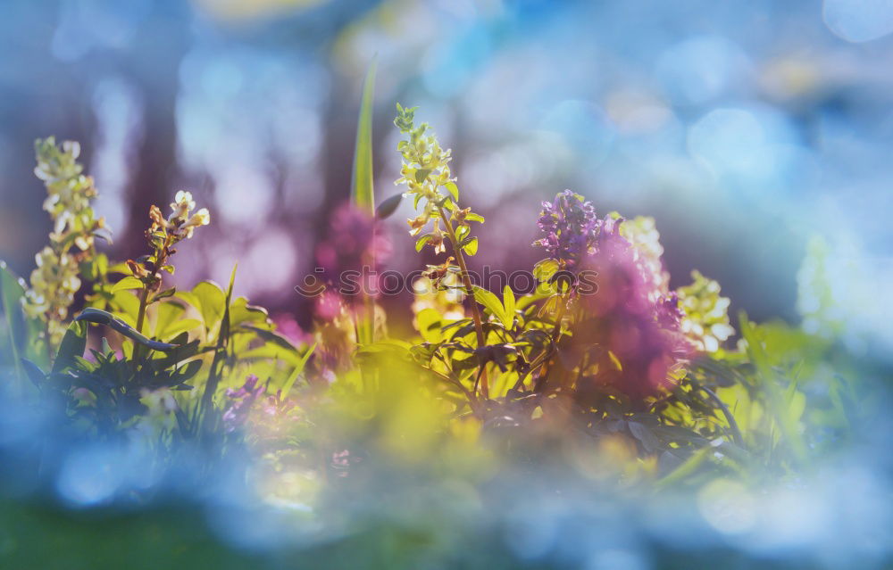 Similar – flowering thistle and flowering grass in Scotland