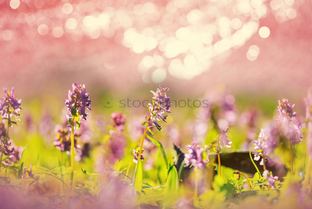 Similar – Image, Stock Photo be special Nature Plant