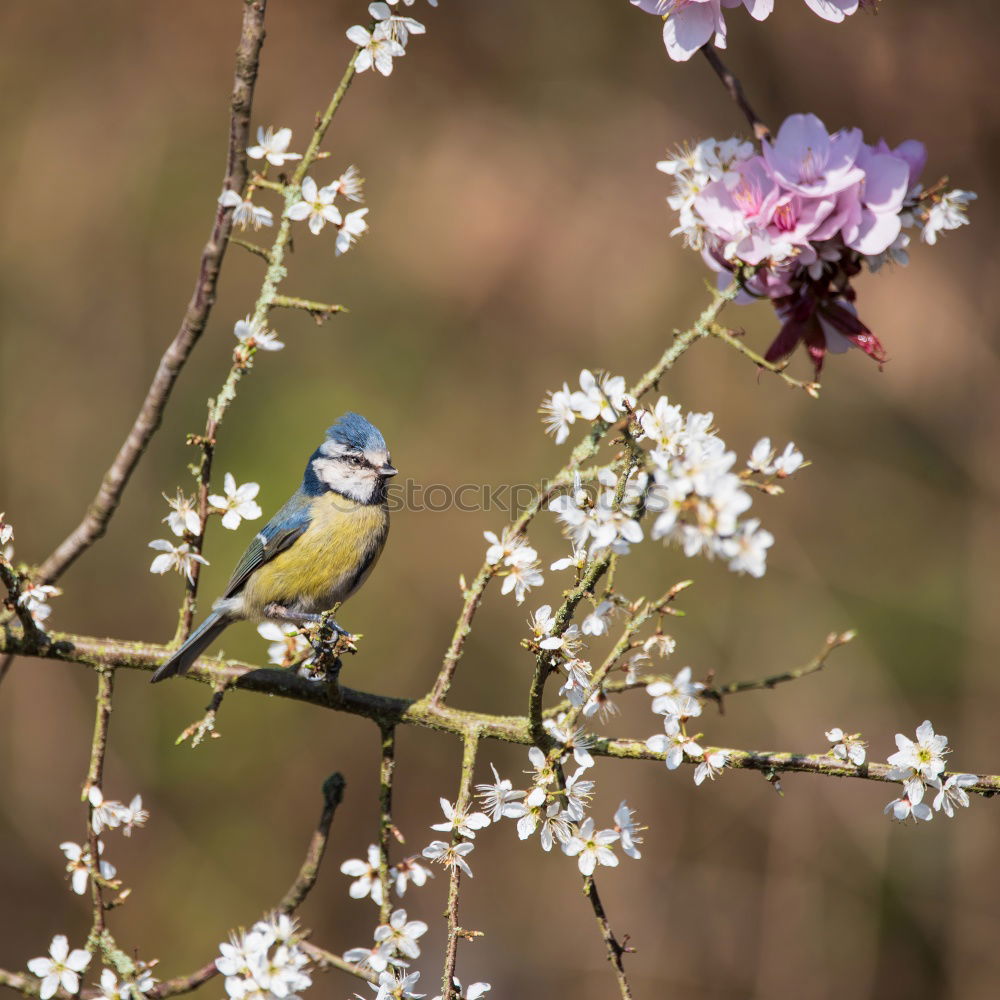 Similar – Image, Stock Photo little tit in a flowering tree