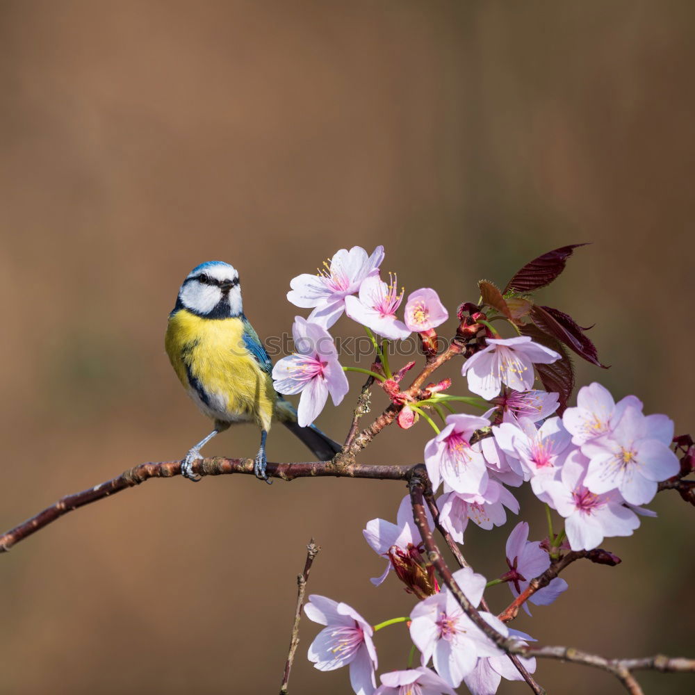 Similar – Great tit in a rose bush