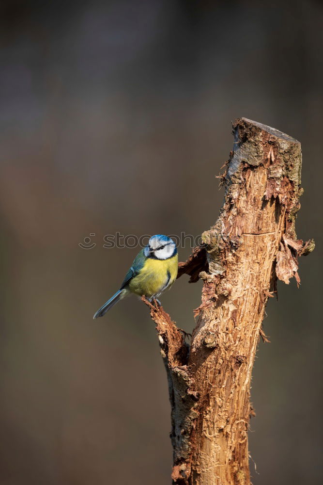 Similar – kingfisher Bird Tree